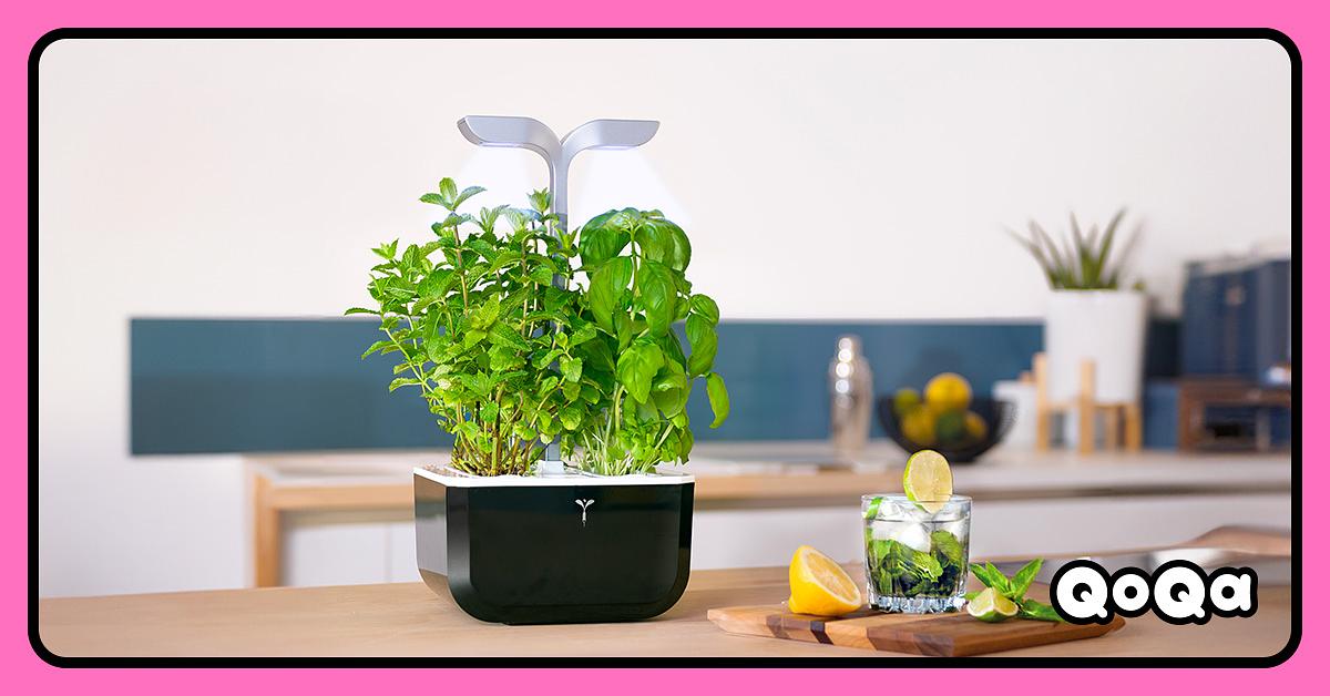 Véritable BOTANEO Eylo - Jardin D'Intérieur LED Automatique Avec 2 Lingots (Basilic & Persil)