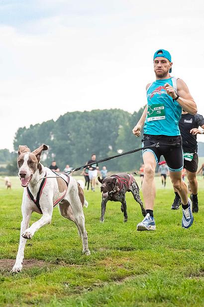 Ensemble canicross harnais pour chiens de traîneau ceinture de