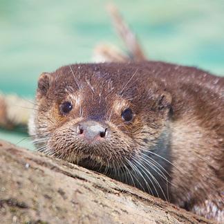 Parc animalier de la Garenne