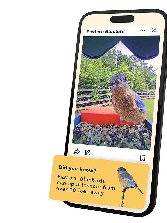 Mangeoire Oiseaux Camera – Trouvez Le Meilleur Prix
