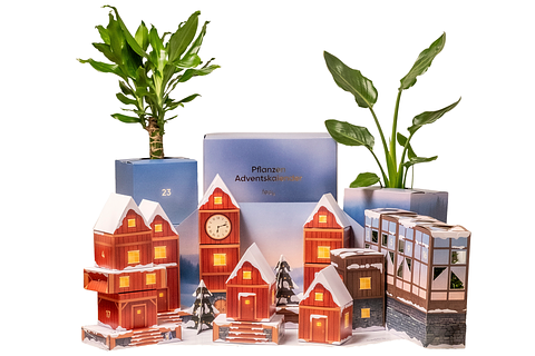 QoQa  FEEY Pflanzen-Adventskalender nach Wahl und Zubehr + exklusive  Geschenke